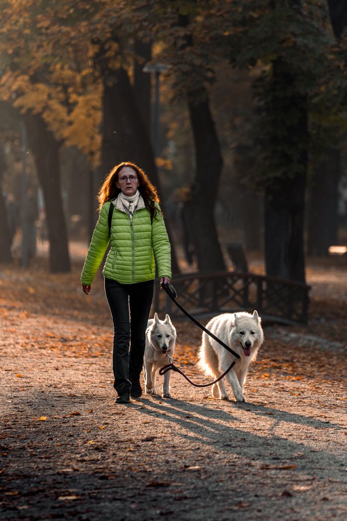 role-01 Woman in green jacket walking two dogs in a park during golden hour with autumn leaves.