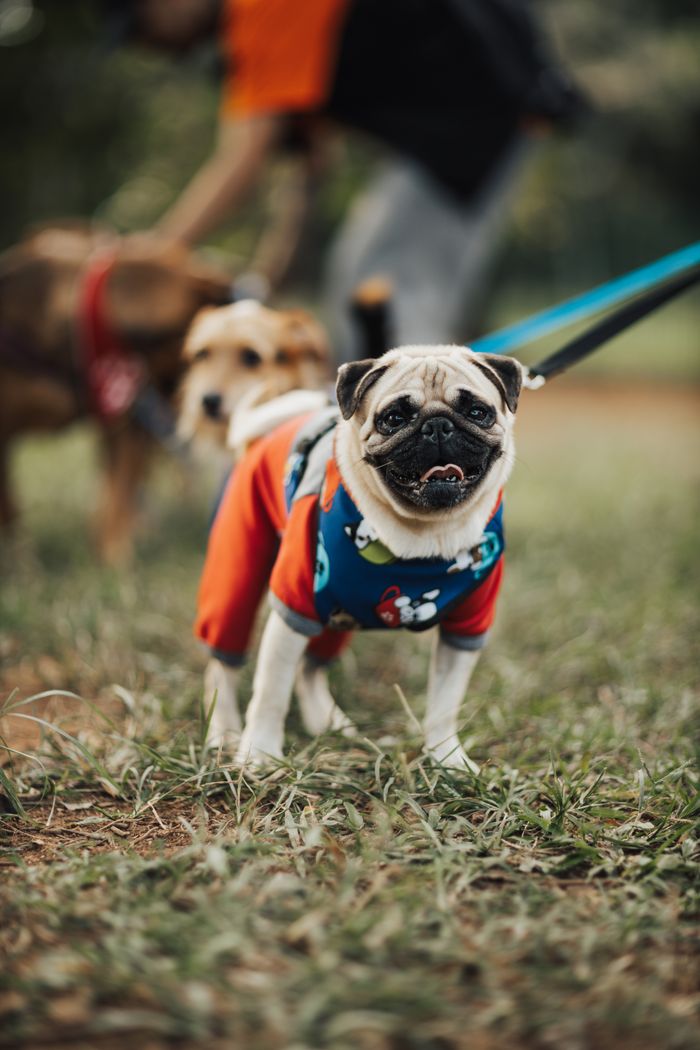 about-details A cute pug wearing a colorful outfit takes a walk in the park on a sunny day.