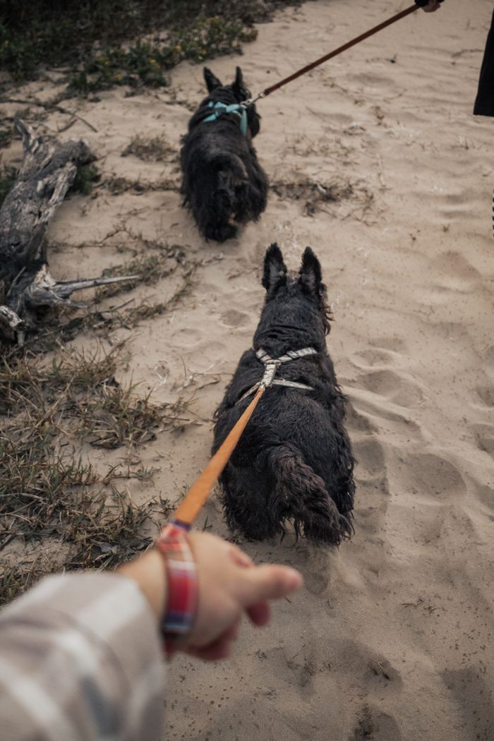 services-01 Two dogs on leashes walking on a sandy path, guided by a person's hand.