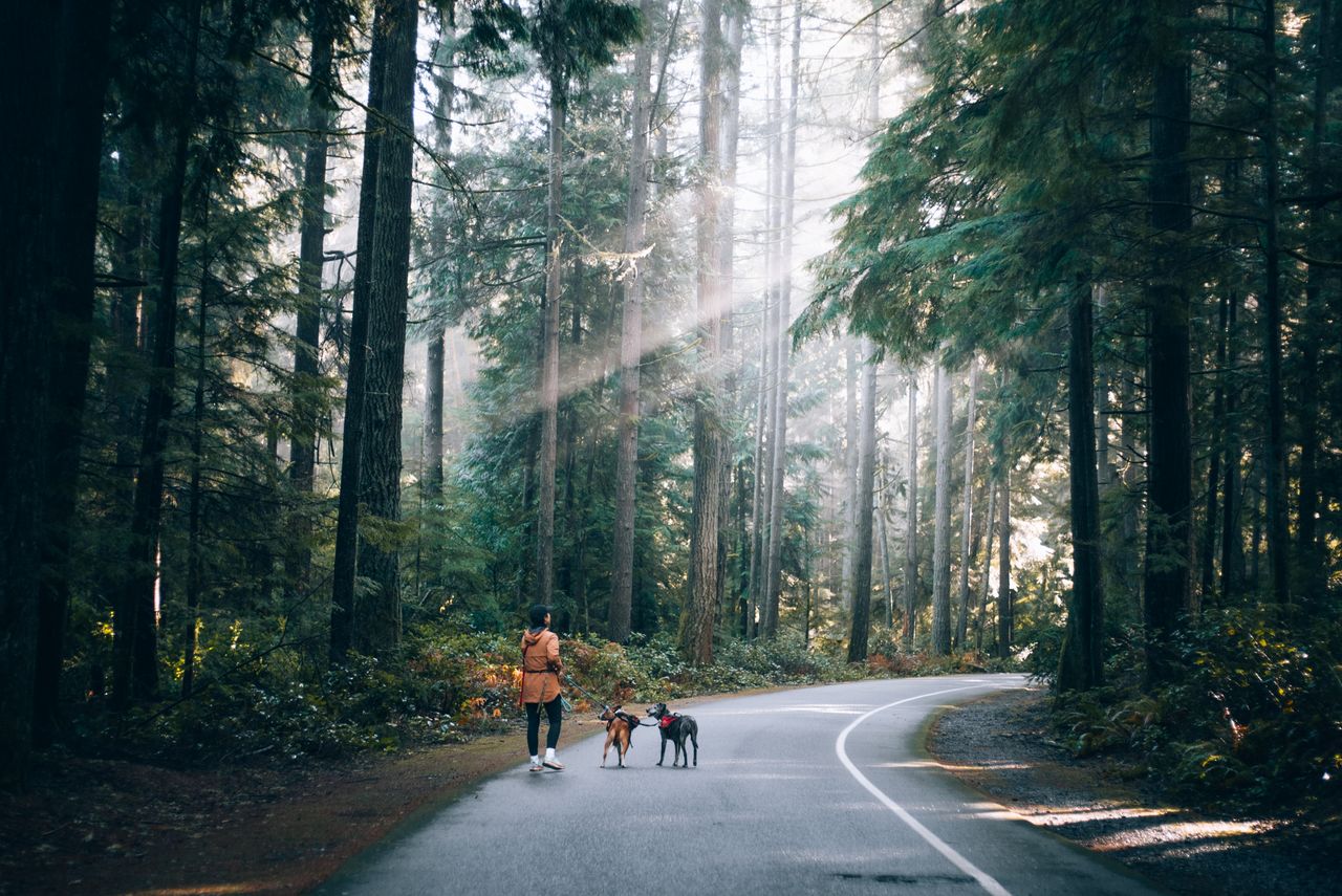 missions A serene walk in the forest as a woman strolls with her dogs under rays of sunlight filtering through tall trees.