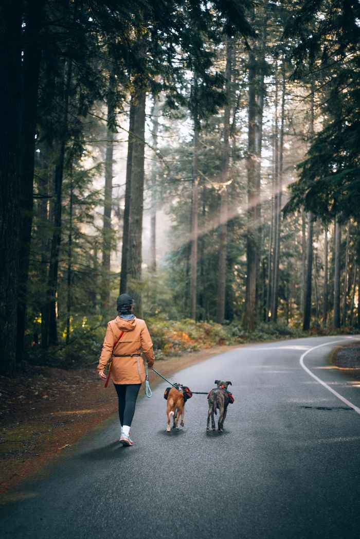 services-06 A woman walking two dogs through a scenic forest road surrounded by tall trees in autumn.