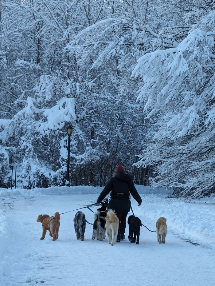 services-04 A woman walks multiple dogs on a snowy path in a forest, creating a serene winter scene.