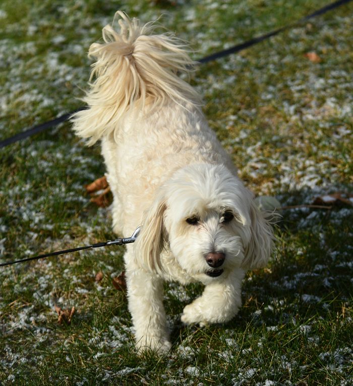 role-02 A fluffy white dog on a leash in a snowy grass field during the day.