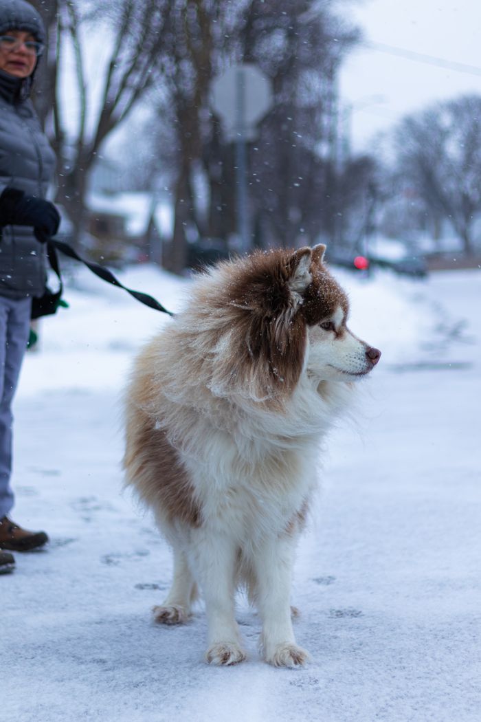 services-03 A fluffy husky dog on a leash explores a snowy Toronto street during winter.