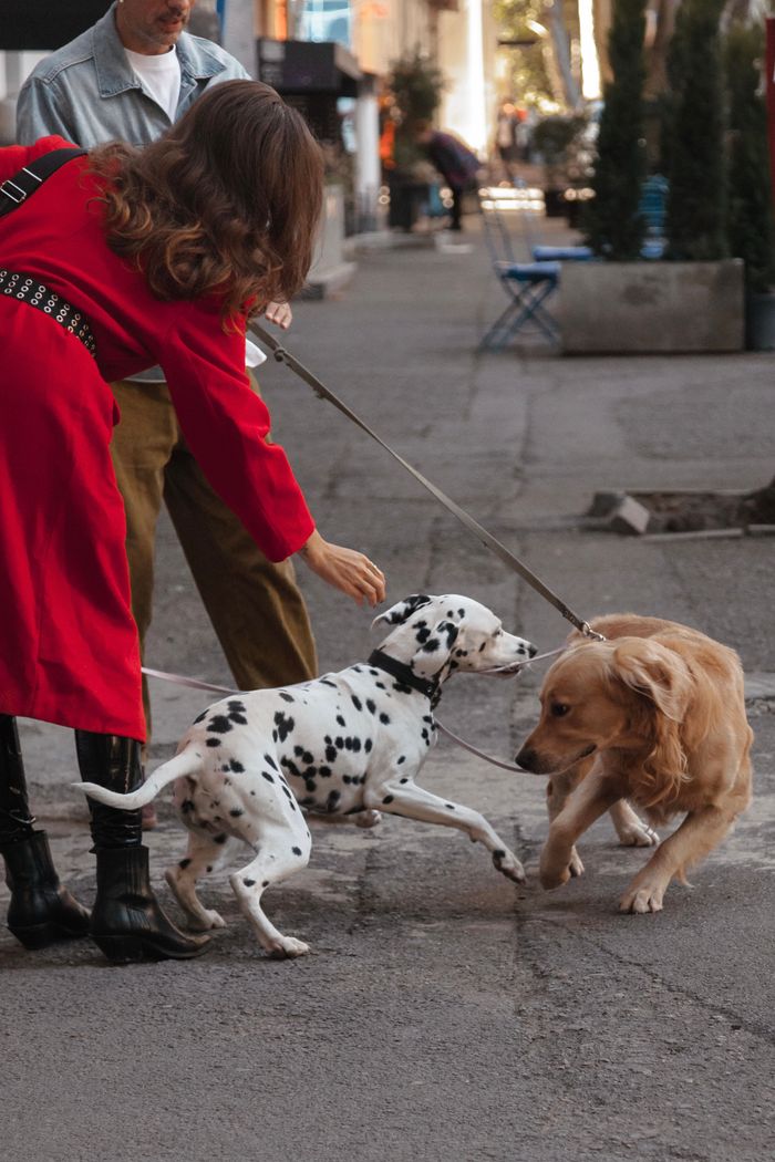 services-02 Two dogs, Dalmatian and Golden Retriever, playfully interacting on a city street.