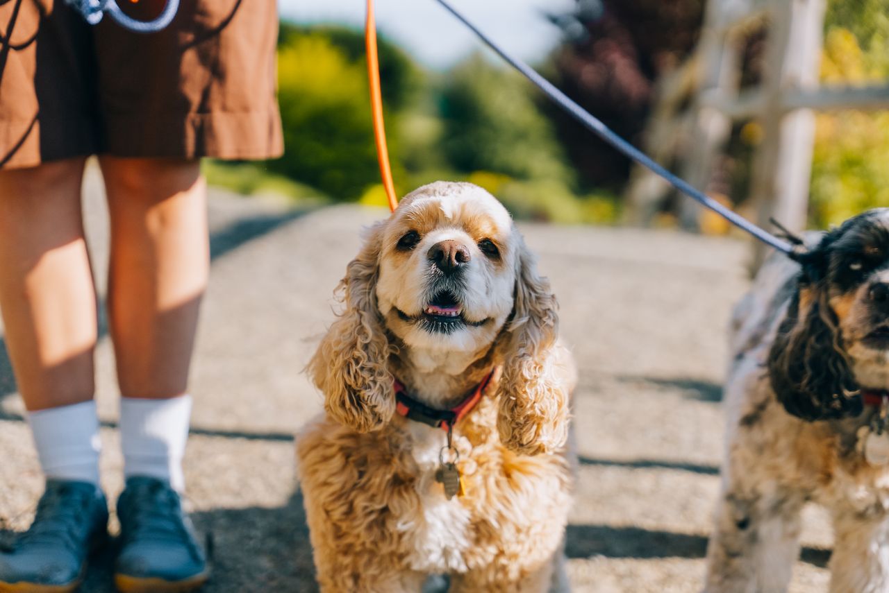 about-hero Two cocker spaniels walking on a leash with their owner in a sunny outdoor setting.