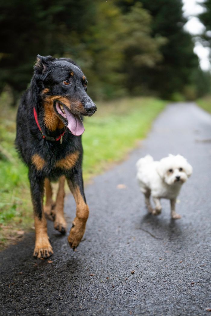 services-hero Big black and small white dogs walking on a forest path in Lausanne, Switzerland.