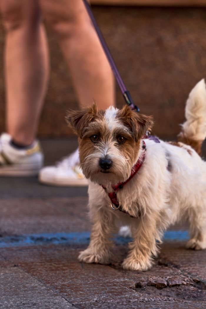 Adorable Jack Russell Terrier on a leash during a sidewalk stroll in Llanes, Spain.